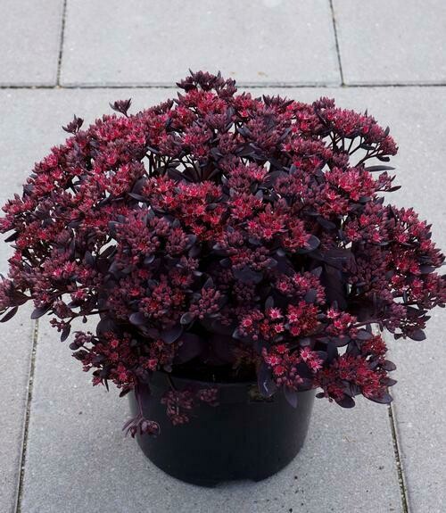 Sedum SunSparkler Plum Dazzled