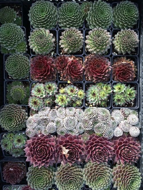 Sempervivum Mixed Assortment