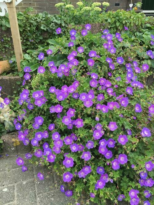 Geranium Rozanne