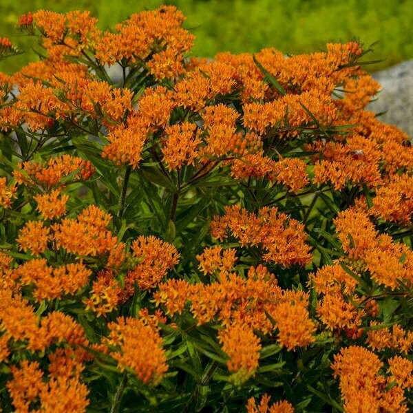 Asclepias Tuberosa