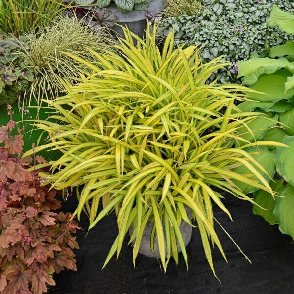 Carex Siderosticha Banana Boat