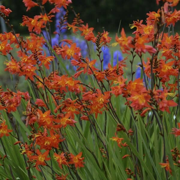 Crocosmia Prince of Orange