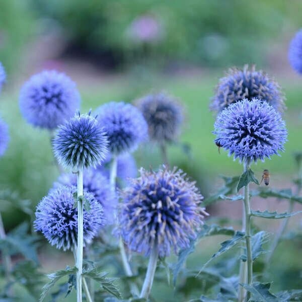 Echinops Bannaticus Blue Glow