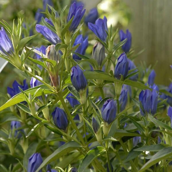 Gentiana True Blue