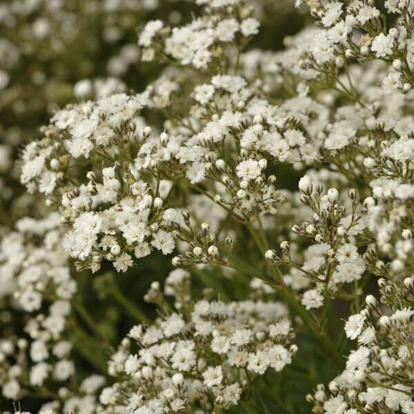 Gypsophila Paniculata FESTIVAL STAR