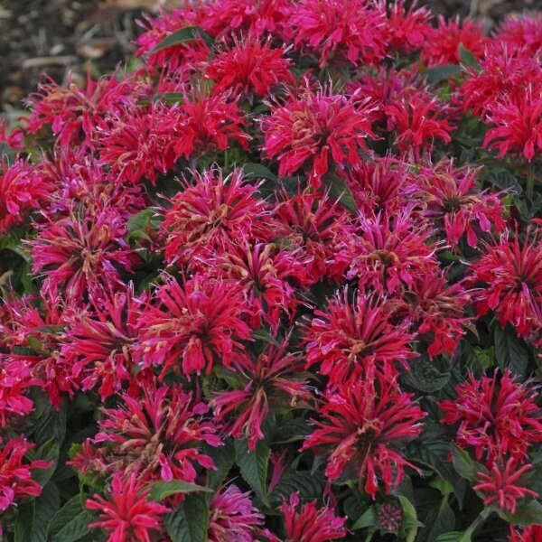 Monarda Cherry Pops