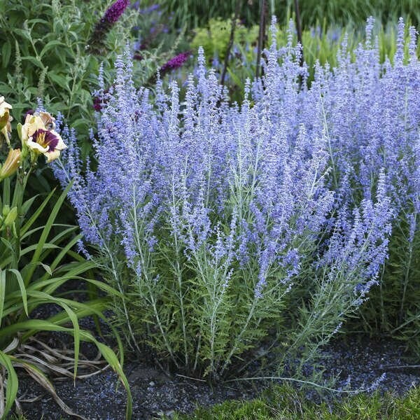 Perovskia Atriplicifolia Blue Jean Baby