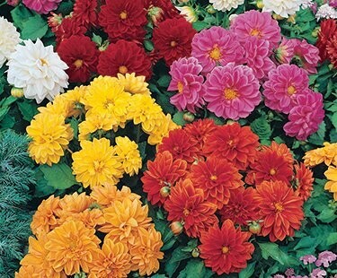 Dahlia