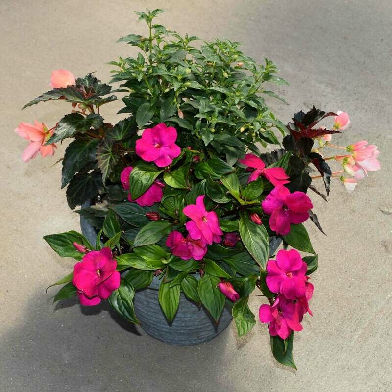 12" Shade Combination Patio Pot