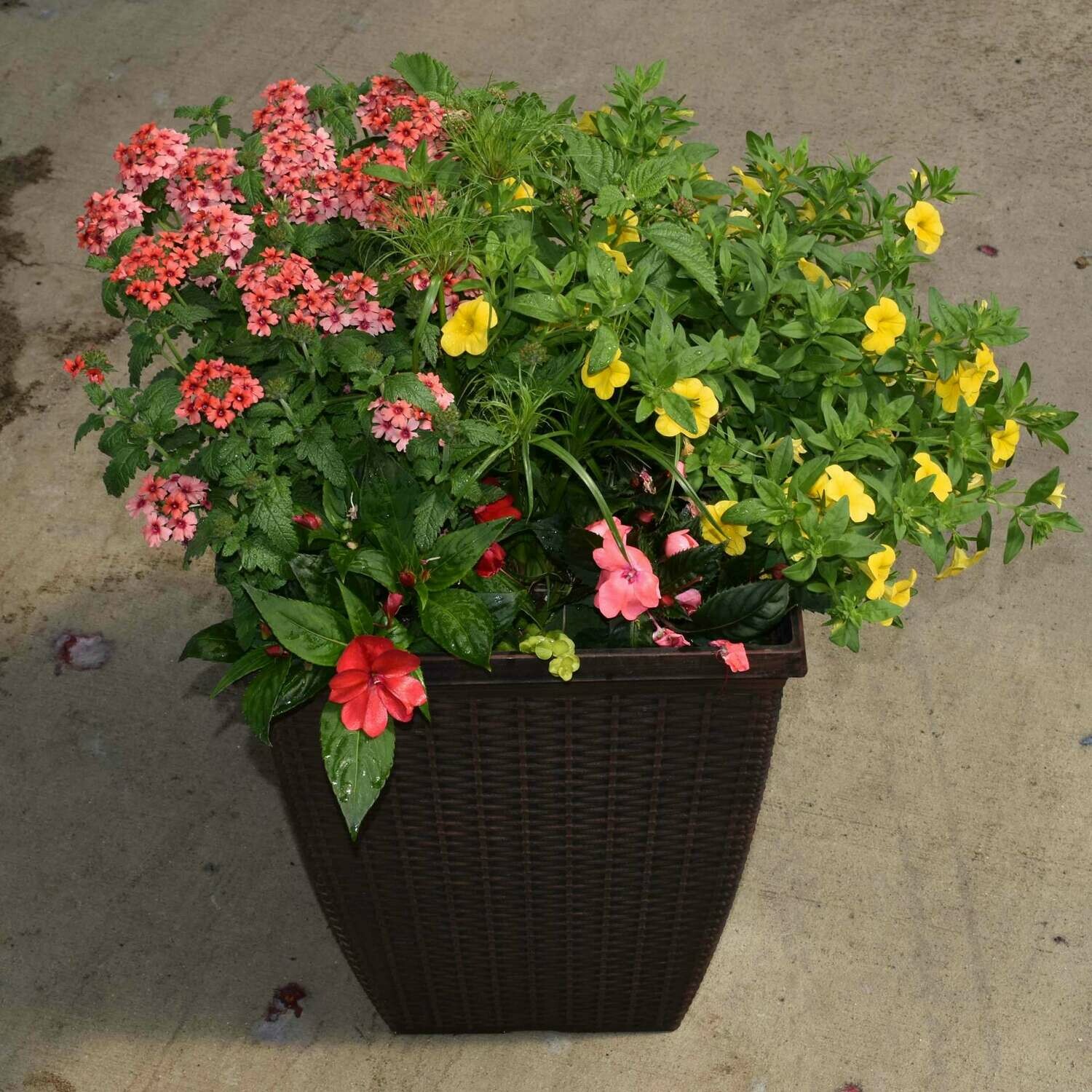 14" Sun Combination - Tall Square