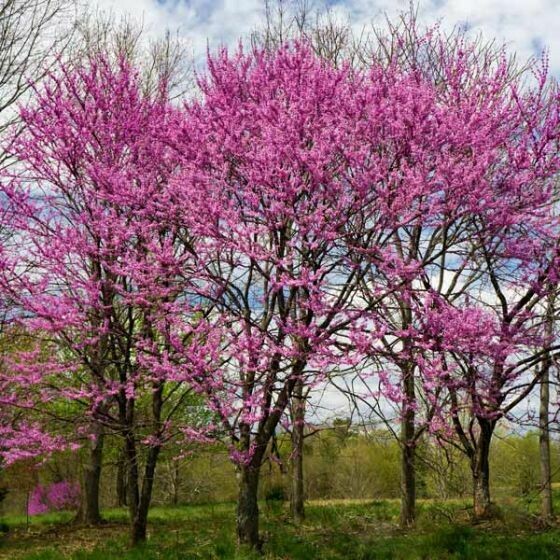 Redbud Eastern