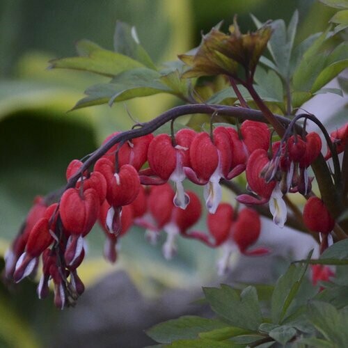 Bleeding Heart Old Fashioned Red