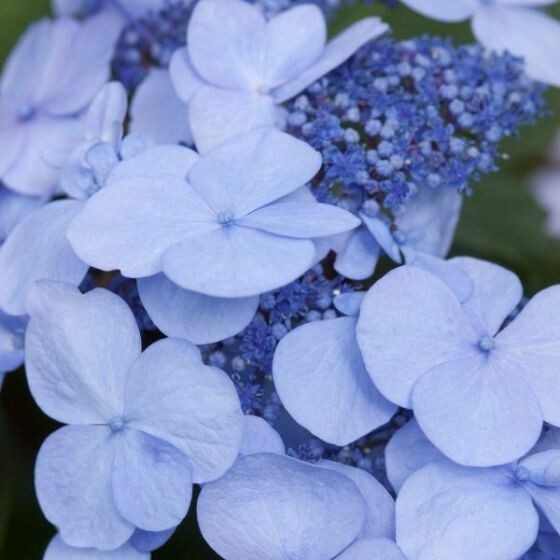 Hydrangea Endless Summer Twist-N-Shout