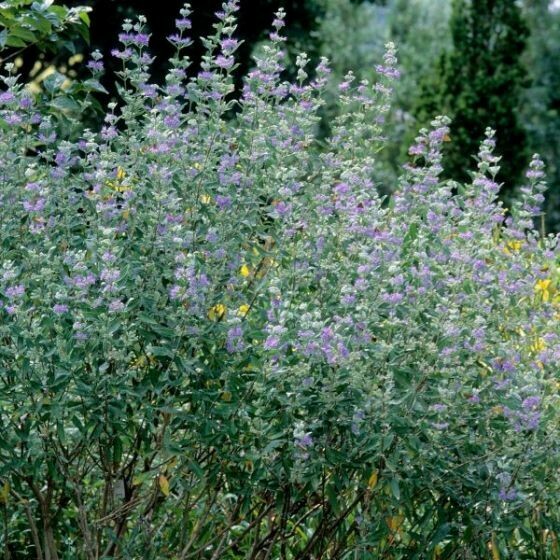 Caryopteris Dark Knight (Bluebeard)