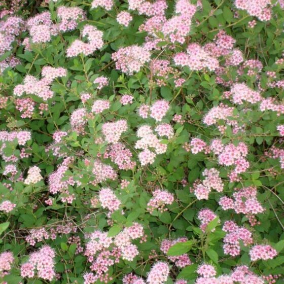 Spirea Little Princess