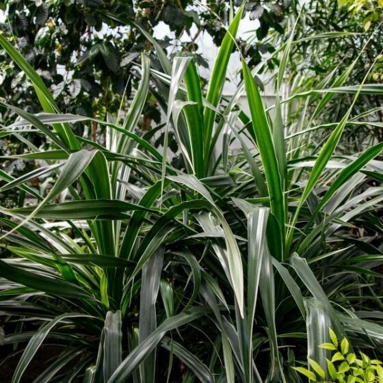 Dracaena Janet Craig