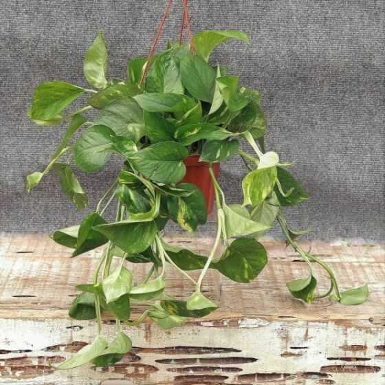 Pothos Golden