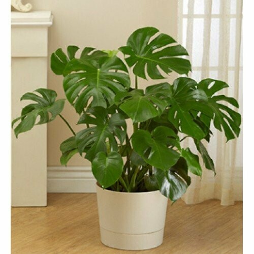 Philodendron Monstera