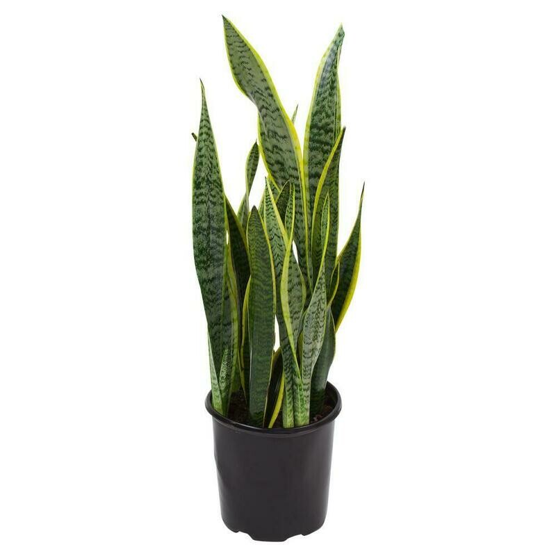 Sansevieria