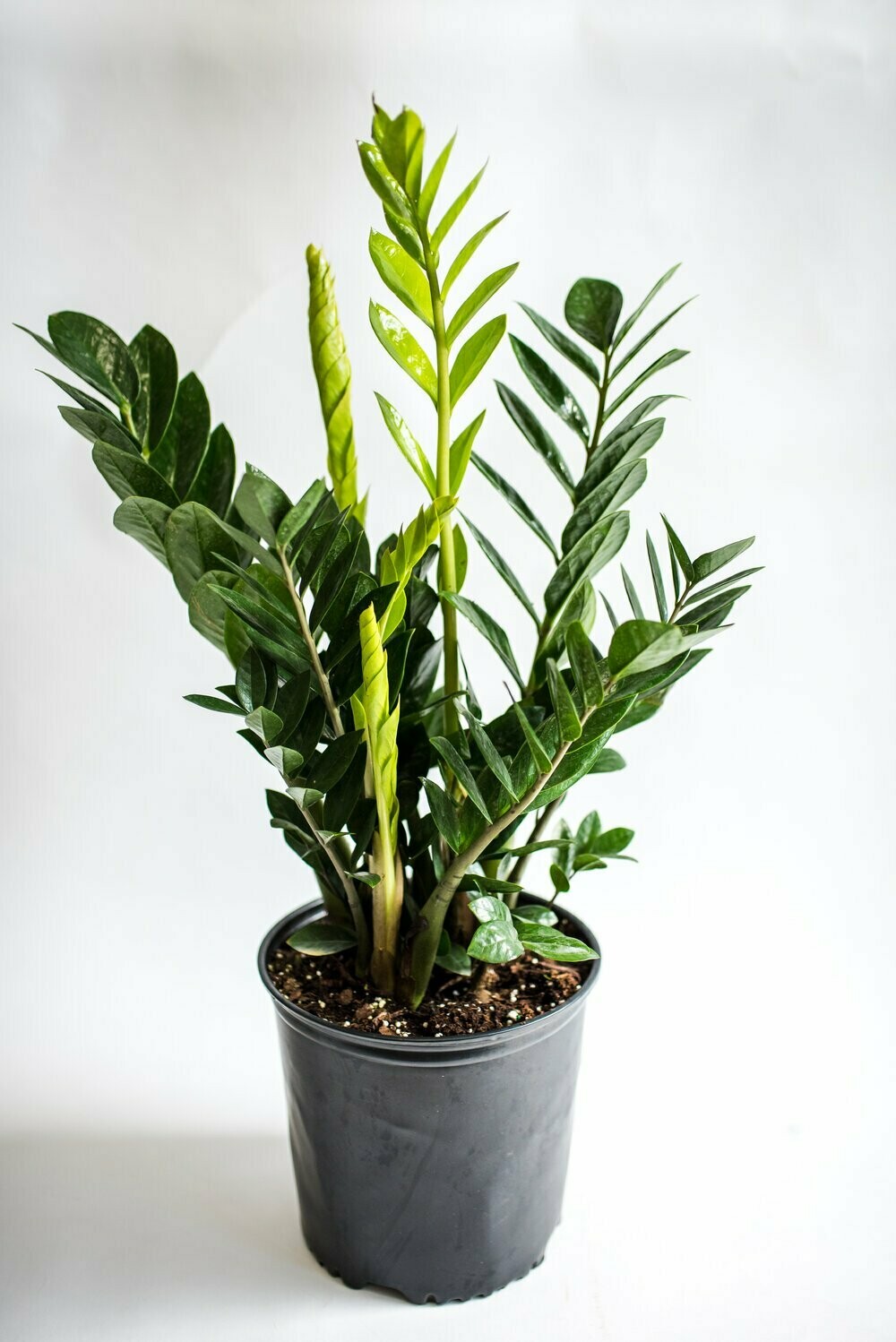 Do Zz Plants Bloom