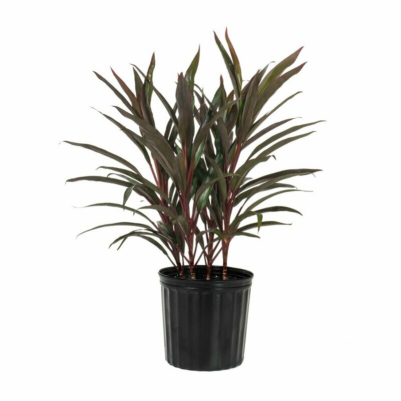 Cordyline Red Pepper