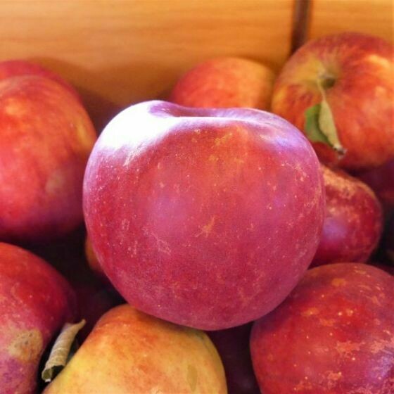 Apple (Winesap)