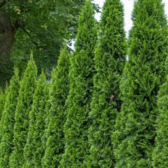 Arborvitae (Emerald Green)