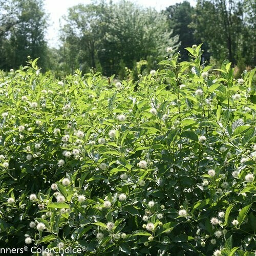 Buttonbush Sugar Shack