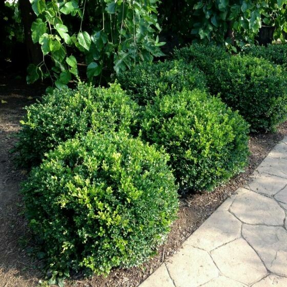 Boxwood Winter Gem