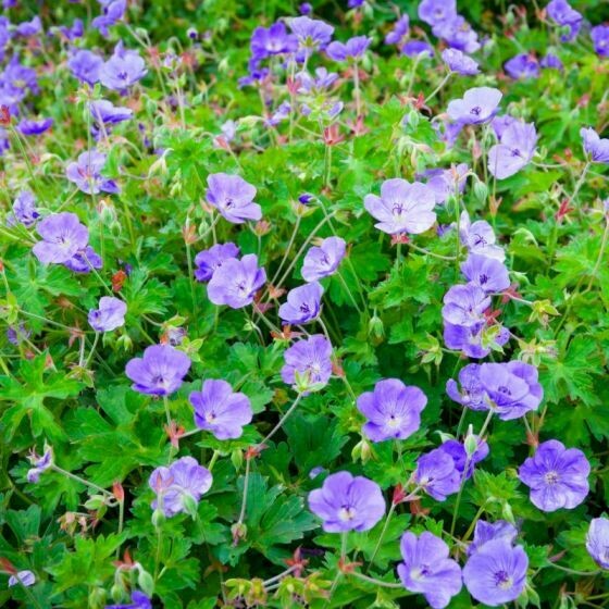 Geranium Rozanne