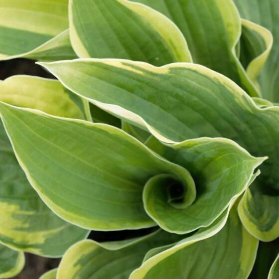 Hosta Wide Brim