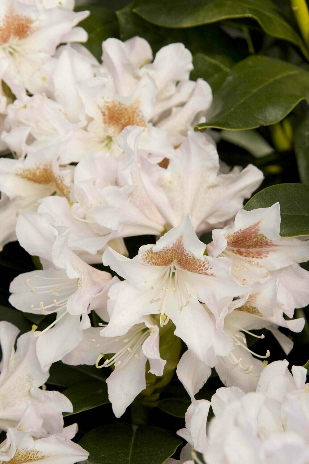 Rhododendron White