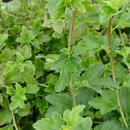 Currant Green Mound