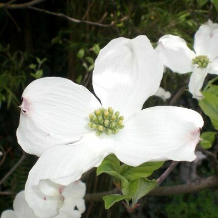 Dogwood White