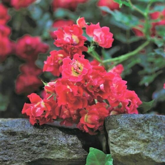 Rose Shrub Red Drift