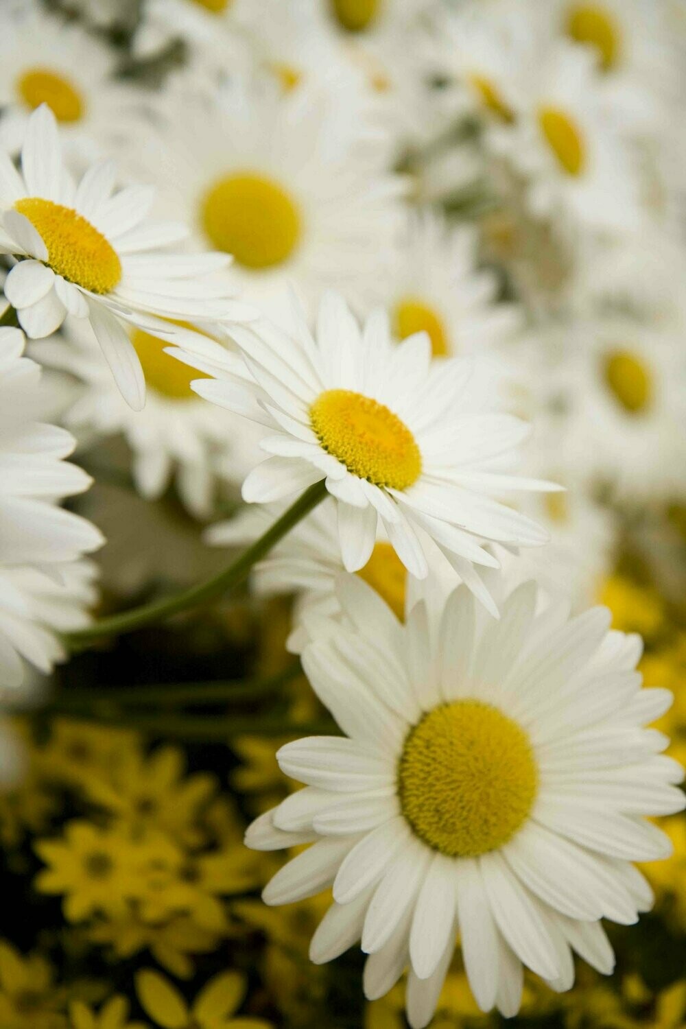 Shasta Daisy Snow Cap