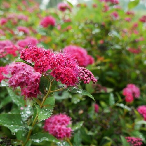 Spirea Doozie Double Play