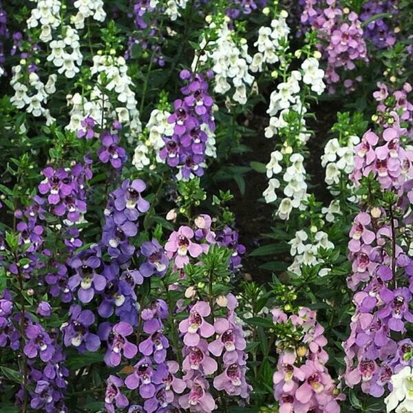 Angelonia Serena Mix