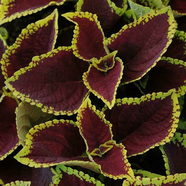 Coleus Kong Jr Scarlet