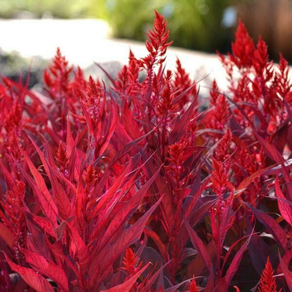 Celosia Dragon S Breath 6 Pack