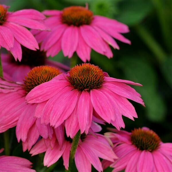 Echinacea PowWow Wild Berry