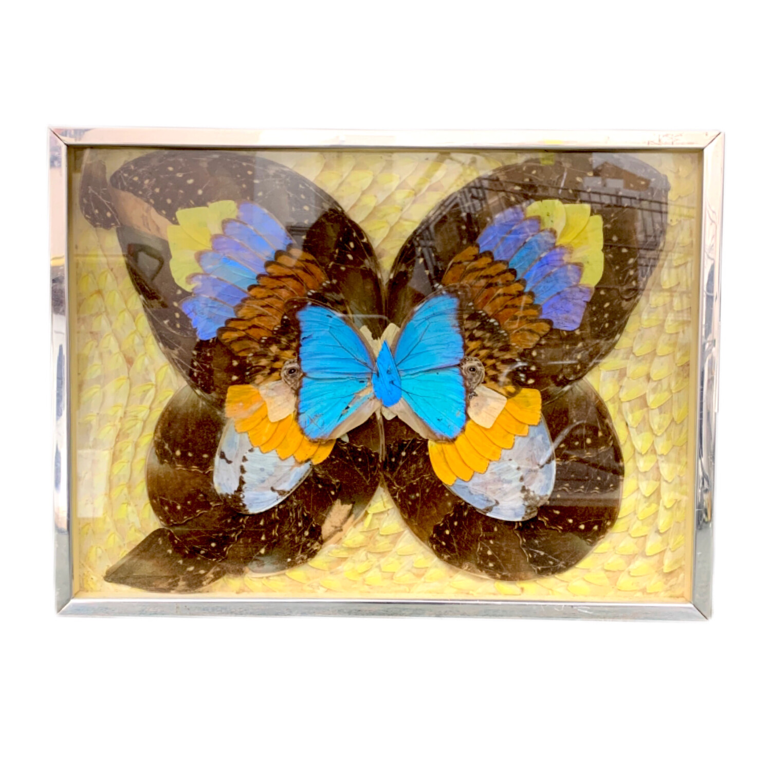 Real Butterfly Wings Wall Art 