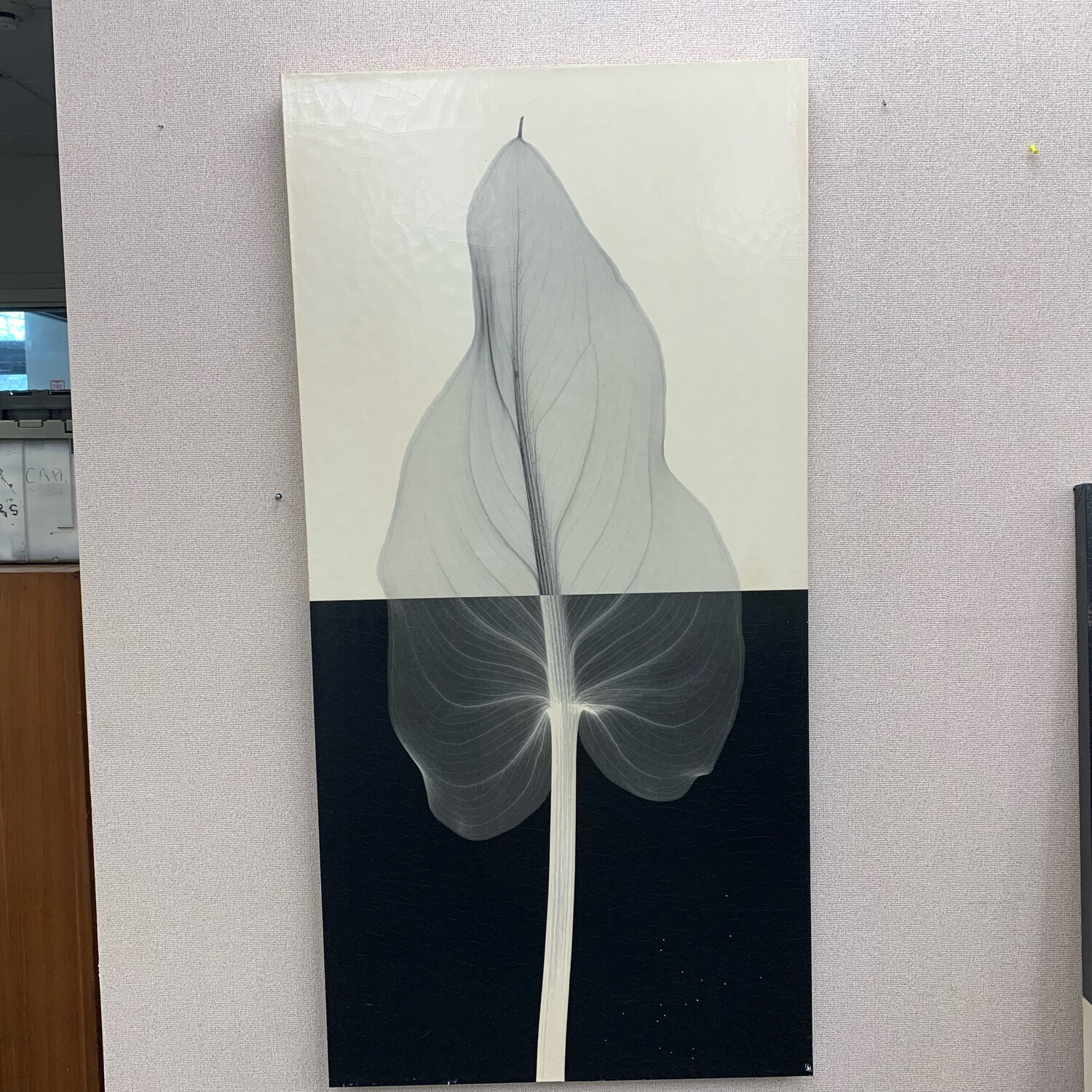Calla Leaf l By Steven M. Wrapped Canvas
