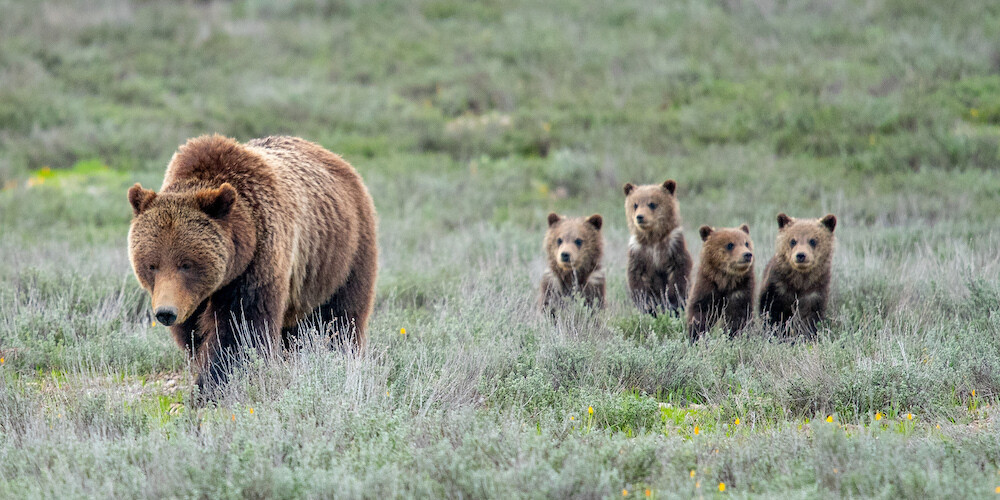 Grizzly 399 and Quad Cubs Spring 2020 - Print by ETA Owner Taylor Phillips, Print Type: 15x30" Fine Art Print