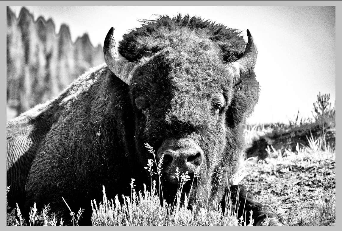"Bison Slumber" - Print by ETA Naturalist Tyler Greenly, Print Type and Size: 12x18 Fine Art Print