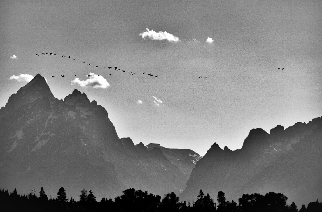 "Heading North" - Print by ETA Naturalist Tyler Greenly, Print Type and Size: 12x18 Fine Art Print
