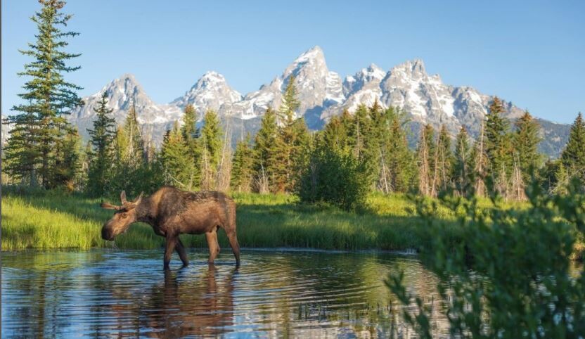Morning Moose- Print By ETA Naturalist Rafael Sandoval