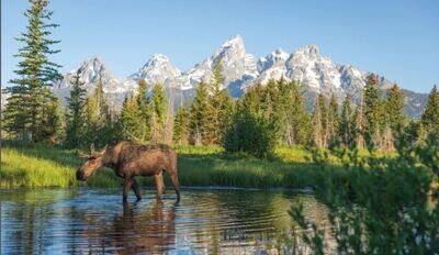 Morning Moose- Print By ETA Naturalist Rafael Sandoval