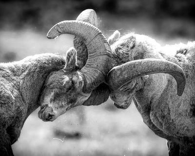 Battle of the Horns by ETA Naturalist Audrey Fanjoy