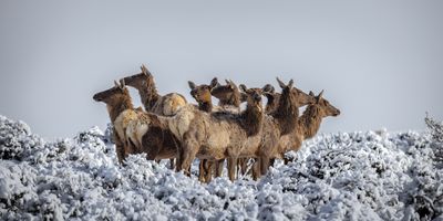The Gathering by ETA Naturalist Audrey Fanjoy